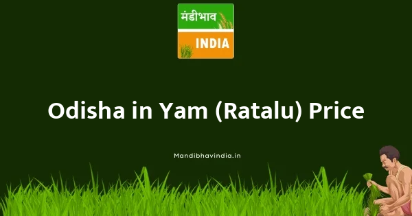 Yam (Ratalu) भाव